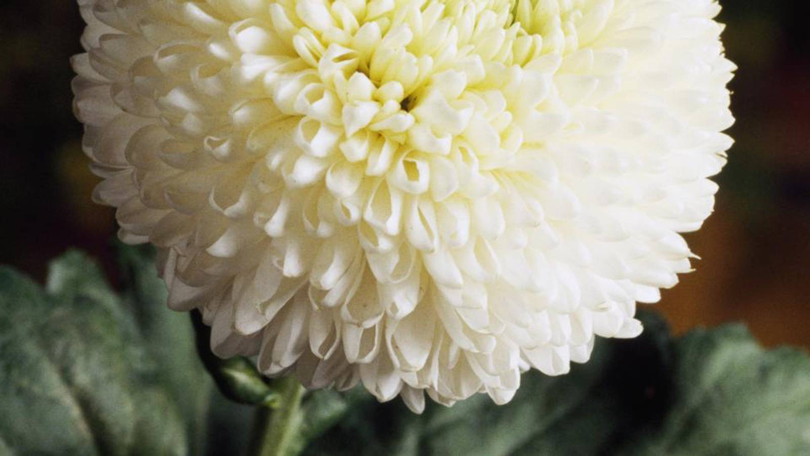 Life is a Game - Chrysanthemum Garden