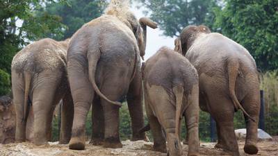 Dublin Zoo seeks elephants sponsor as it awaits birth of three calves