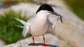 Ireland’s largest protected area for bird species to be created in Irish Sea 