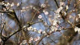 Eight classic ornamental trees and shrubs to plant now for long-lasting bursts of colour