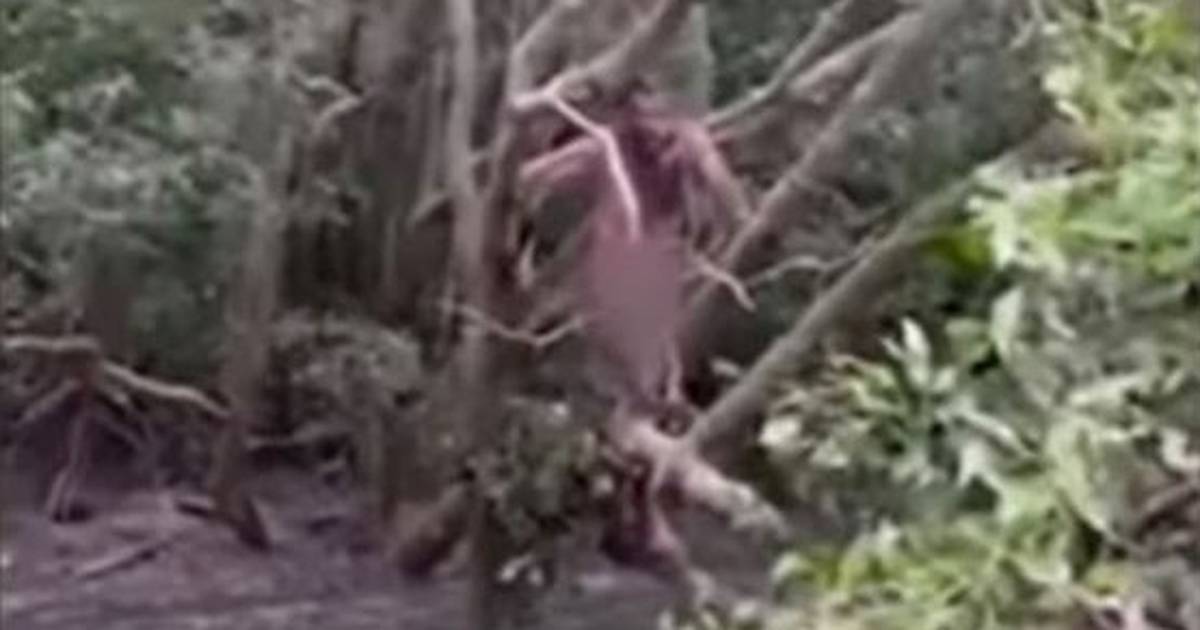 Naked fugitive in tree rescued by Australian fishermen – The Irish Times