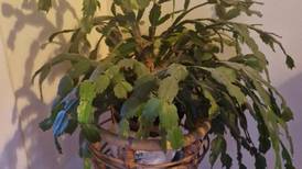 Your gardening questions answered: How can I boost my Christmas cactus?