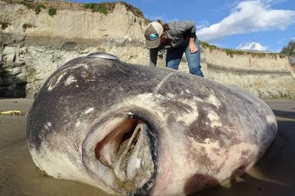 Rare giant sunfish washes up on beach in California