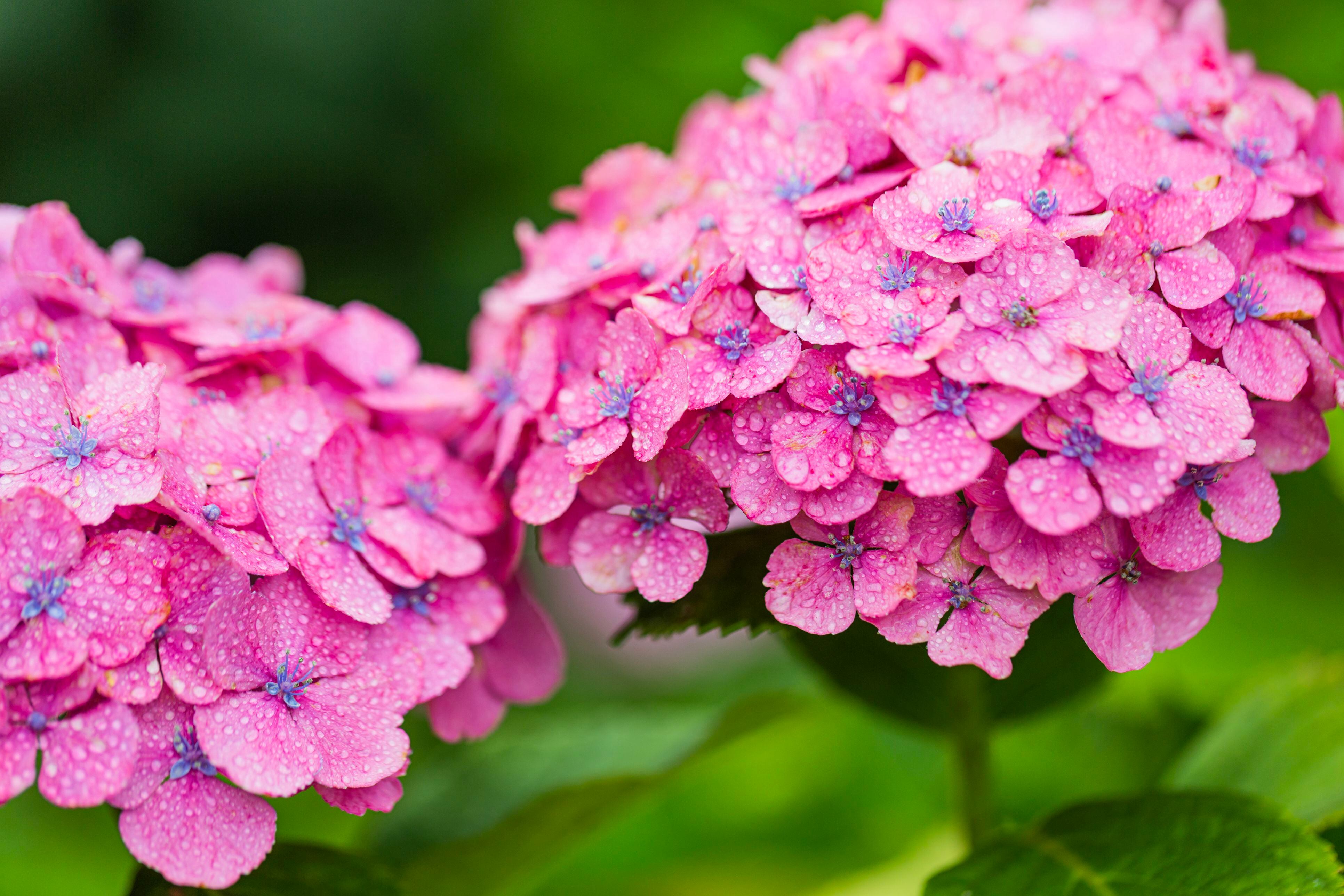 Hydrangea Paniculata Wims Red In Pots | informacionpublica.svet.gob.gt