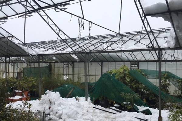 Garden nurseries and farms count the cost of Storm Emma