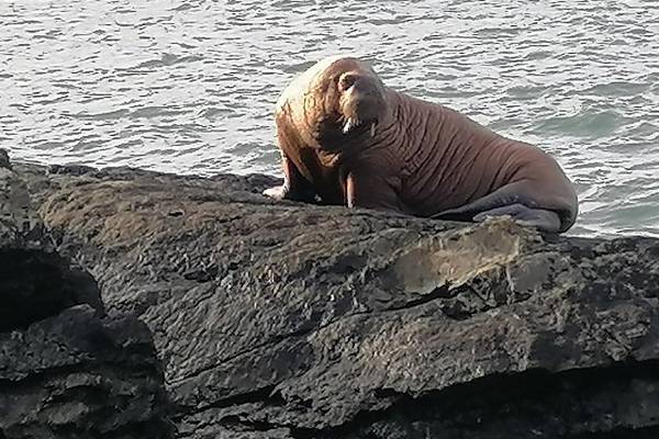 Arctic walrus spotted in Kerry reappears in Wales