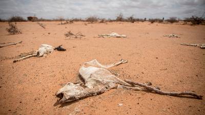 Climate change in Somalia brings death to an old way of life