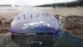 Rare strandings of Portuguese men o’ war as far north as Donegal