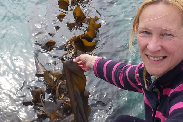 Rathlin kelp business owner looks south as Brexit fears mount