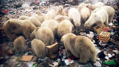 Town in northern Russia battling invasion of polar bears