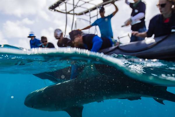 Irish researchers help to reveal the secret lives of tiger sharks