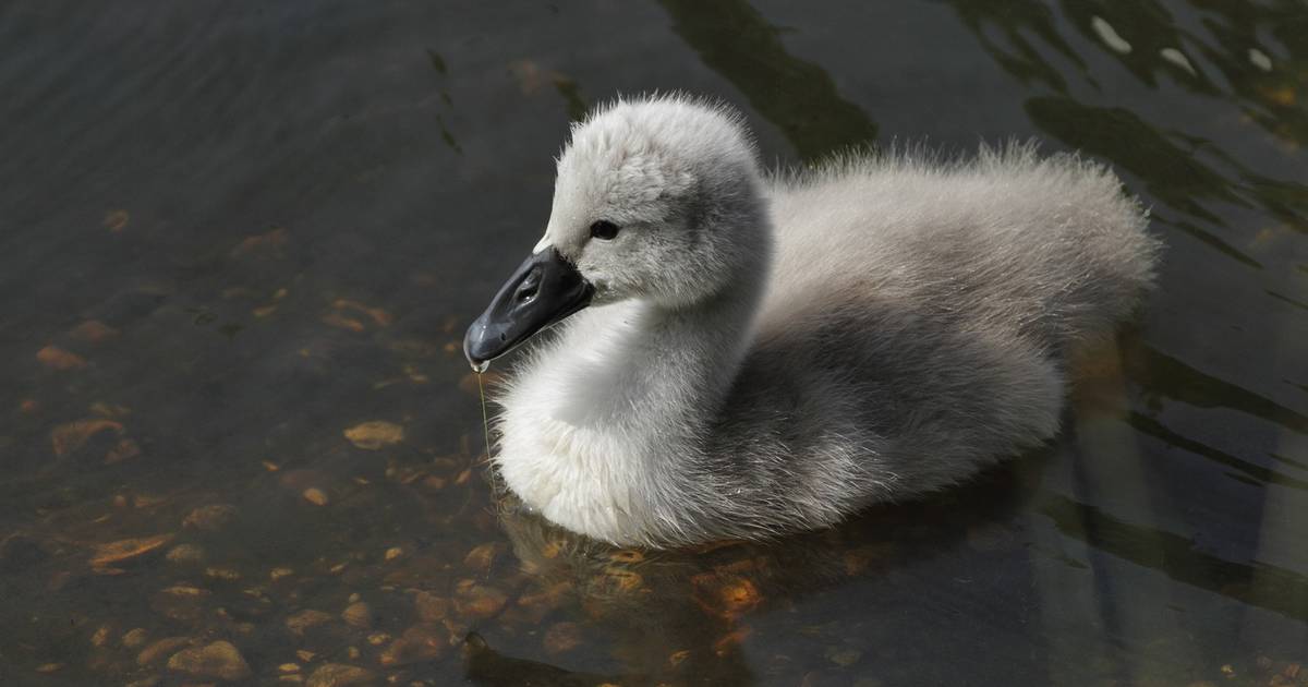 Swan through life by getting to like your ugly duckling – The Irish Times
