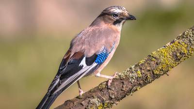 A bird to look up to – Frank McNally on a lesser-spotted but gifted member of the crow family, the jay