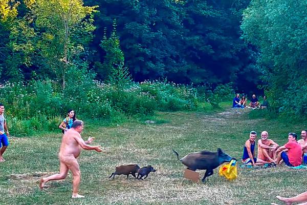 German nudist chases wild boar that stole laptop at Berlin lake