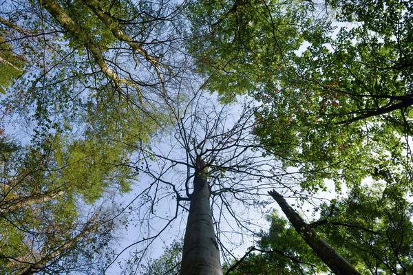 Forest death 2.0: Why Germany’s love for trees ain’t easy