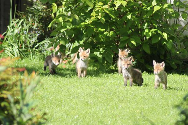 Lockdown foxes: Eight cubs emerge from a den in Dún Laoghaire