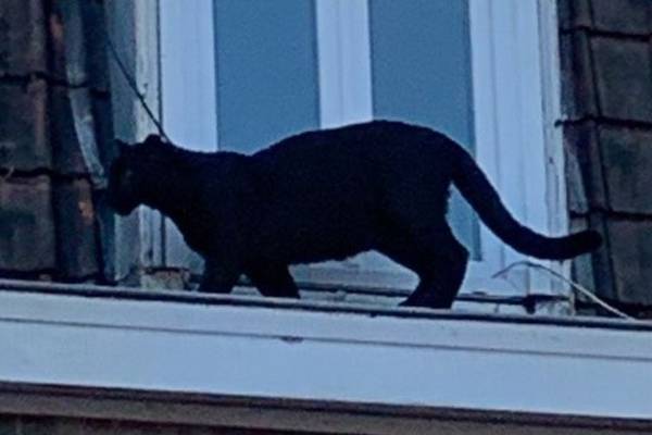 Panther found prowling roofs in northern France