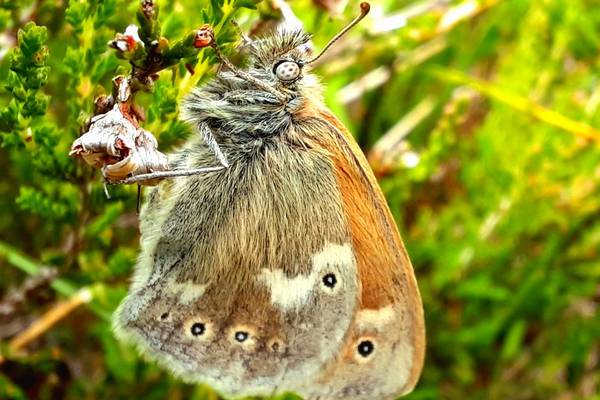 Substantial increase in endangered species of butterfly recorded on Irish bog