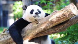 Giant panda no longer on endangered species list