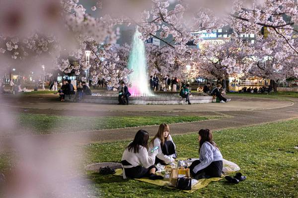 Japan flocks to cherry blossom parties in a time of climate change