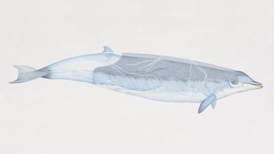 Extremely rare beaked whales spotted 120km from Kerry coast