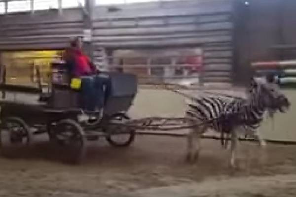 ISPCA says it found no cruelty in Co Laois Zebra case