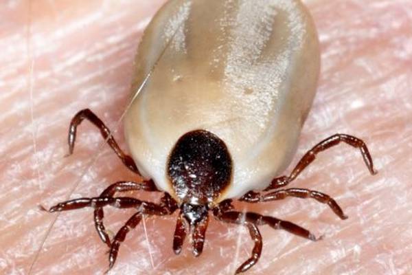 Incidence of Lyme disease may be ‘three times higher’ than estimate - study