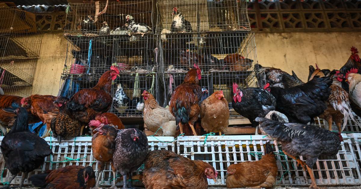 Bird flu: Man dies in Mexico after contracting strain not confirmed in humans before, says WHO