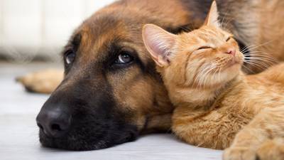 ‘Covid puppies’ and stressed cats: why your pet might need a mini-break
