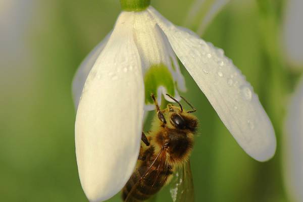Ireland’s bees face disaster following mild winter