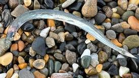 What is this snake-like fish I found washed up on the beach? 