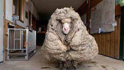 Baarack the overgrown Australian sheep shorn of his 35kg fleece