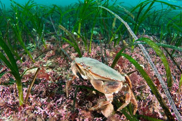 Marine forests are a patchwork of life and opportunity