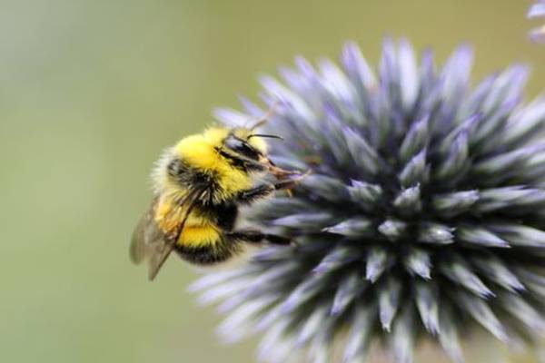 Ireland set to back EU ban on bee-hazardous pesticides