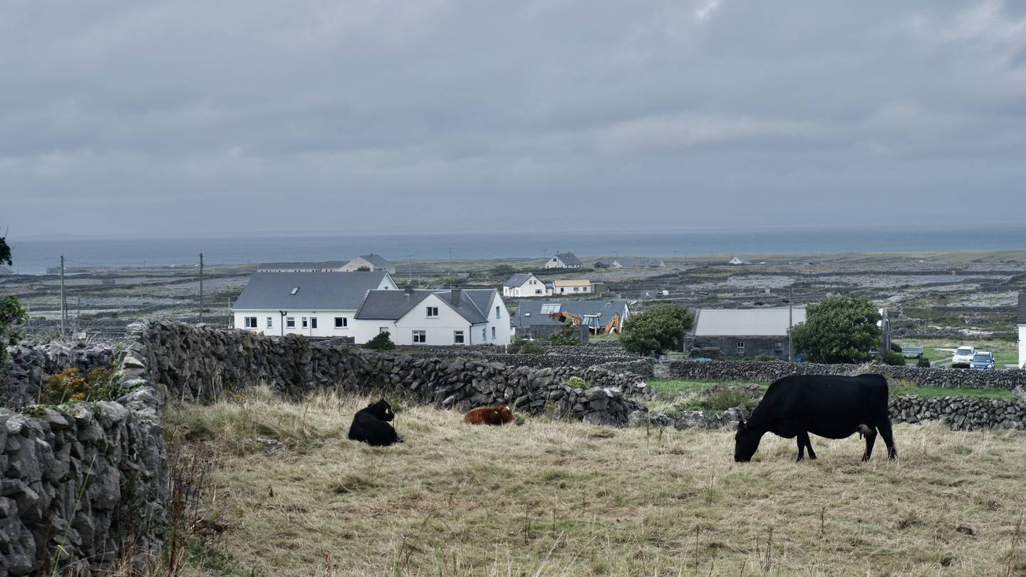 Cows in a field on Inis Meáin