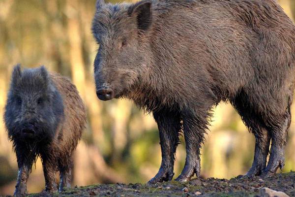 Wild boar become more daring in search for food in Barcelona