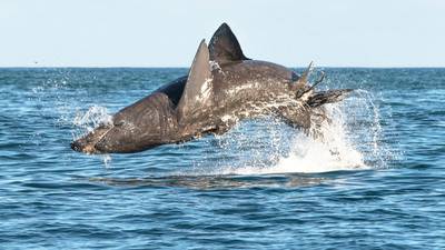 Whale watching in west Cork: ‘Sometimes busy, sometimes quiet ... but a good trip either way’