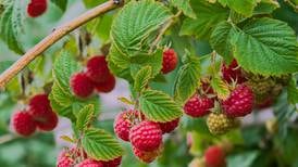 Your gardening questions answered: What’s wrong with my raspberries?