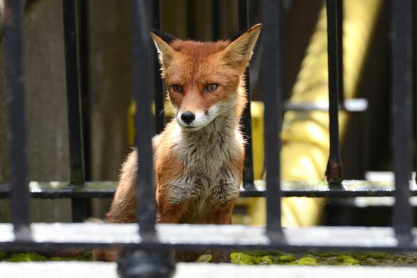 Why are there so many young foxes roaming around our cities?