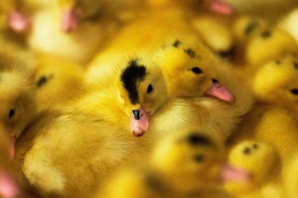 Good riddance to foie gras. What about other food made from animal suffering?