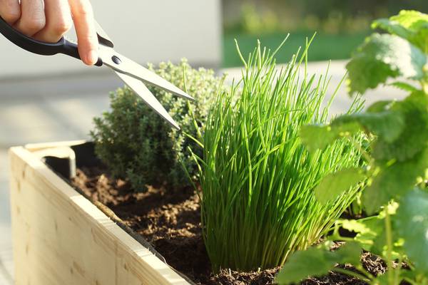 Gardening: Culinary herbs from your garden or windowsill