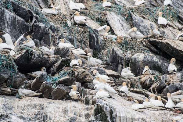 ‘Little Skellig looks like a rubbish tip due to plastic pollution’