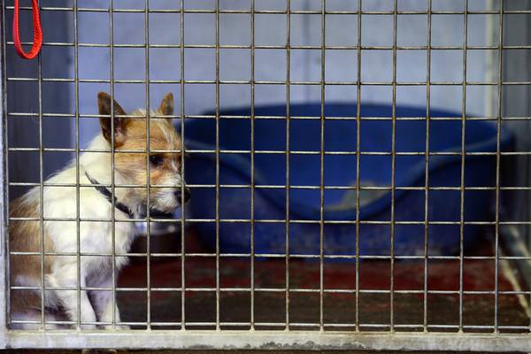 Dublin dog pound under review by council amid Garda investigation
