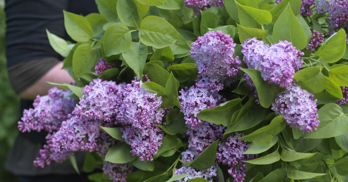 Tips For Growing Lilac Bushes