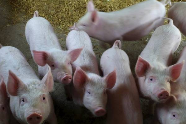 Dublin-based pig breeder   joins genetics group Genus