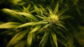 Gardai uncover underground cannabis growhouse in Cork