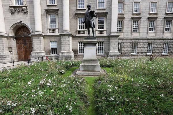 Botanists not wild about Trinity College’s wildflower ‘meadow’