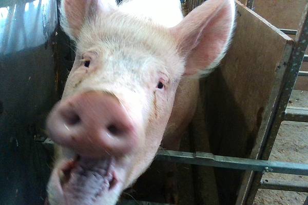 Bacon news: Pigs may not be able to fly but they can smile, say scientists