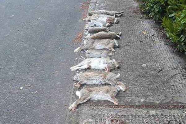 Gardaí investigate after 13 dead rabbits left on village path
