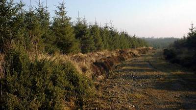 Investors in Irish forestry learn money doesn’t grow on trees